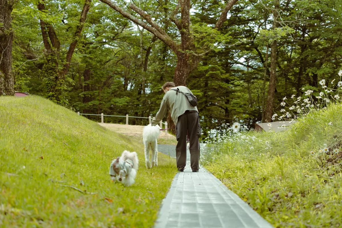 緑の小道で犬と散歩する人